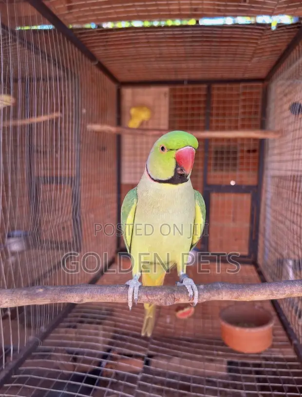 Indian Ringneck Parrot - 1