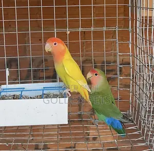 Lovebirds Available