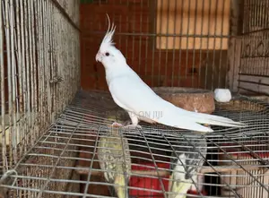 Ndege wa Cockatiel Nyeupe