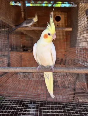 Cockatiel Njano