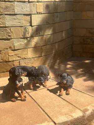 Purebred Rottweiler Puppy - 3-6 Months Male