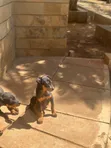 Purebred Rottweiler Puppy - 3-6 Months Male - 2