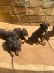 Purebred Rottweiler Puppy - 3-6 Months Male - 3