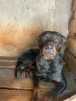 Purebred Rottweiler Puppy - 3-6 Months Male - 4