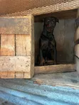 Purebred Rottweiler Puppy - 3-6 Months Male - 5