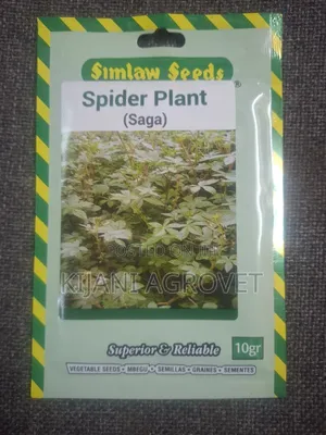 Spider Plant (Saga) Seeds