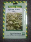 Spider Plant (Saga) Seeds - 1