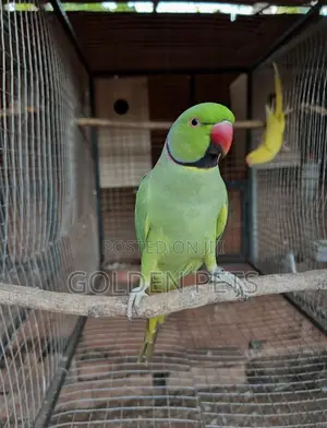 Kasuku wa Indian Ringneck