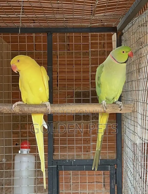 Indian Ringneck Parrot - 1