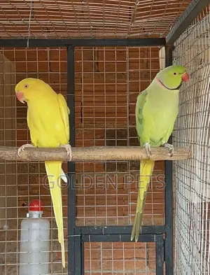 Kasuku wa Kihindi (Indian Ringneck)