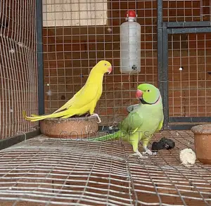Njiwa wa Indian Ringneck - Jozi Iliyoungana