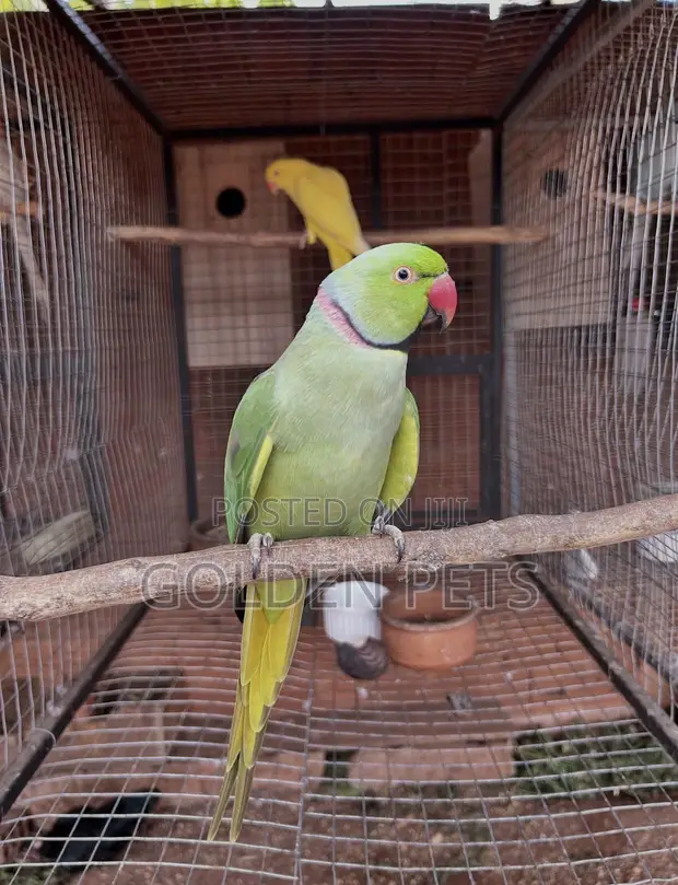 Ringneck Parrots Available - 1