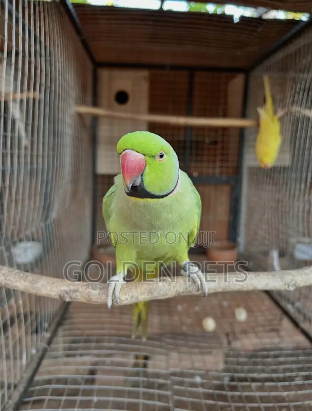 Green Ringneck Parrot - 1