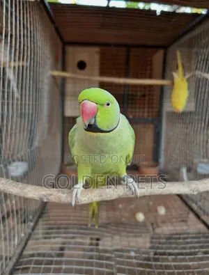 Green Ringneck Parrot