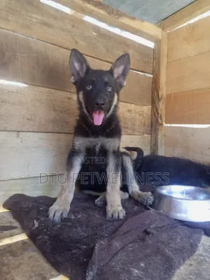 Purebred German Shepherd Puppy (3-6 Months)