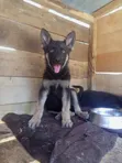 Kizibo Safi cha German Shepherd (Miezi 3-6) - 1