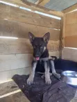 Kizibo Safi cha German Shepherd (Miezi 3-6) - 2