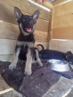 Kizibo Safi cha German Shepherd (Miezi 3-6)
