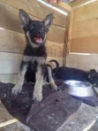 Kizibo Safi cha German Shepherd (Miezi 3-6) - 3