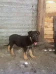 Kizibo Safi cha German Shepherd (Miezi 3-6) - 4