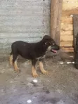 Kizibo Safi cha German Shepherd (Miezi 3-6) - 5