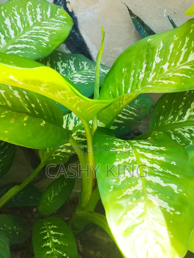 Dieffenbachia Plant - 1