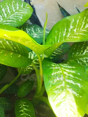 Mmea wa Dieffenbachia