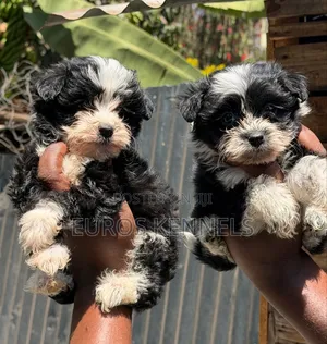Purebred Havanese Puppy - 1-3 Months Male