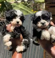 Purebred Havanese Puppy - 1-3 Months Male - 1