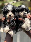 Purebred Havanese Puppy - 1-3 Months Male - 2