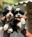 Purebred Havanese Puppy - 1-3 Months Male - 3