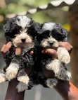 Purebred Havanese Puppy - 1-3 Months Male - 4