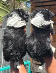 Purebred Havanese Puppy - 1-3 Months Male - 5