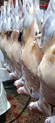 Goat/Sheep Meat - 2