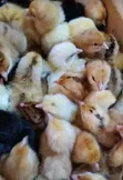 Vaccinated Day Old Kienyeji Improved Chicks - 3