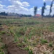 50x100 Plots for Sale in Mangu, Nakuru County - 3