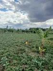 50x100 Plots for Sale in Mangu, Nakuru County - 4