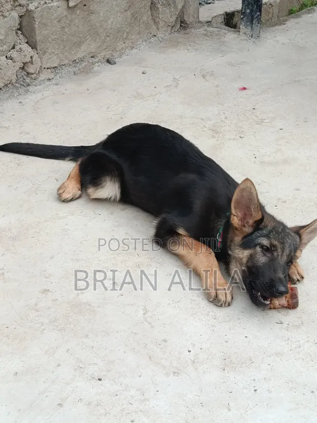 Purebred German Shepherd Female, 5 Months - 1