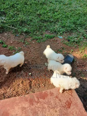 Chihuahua Safi wa Kike, Miezi 1-3