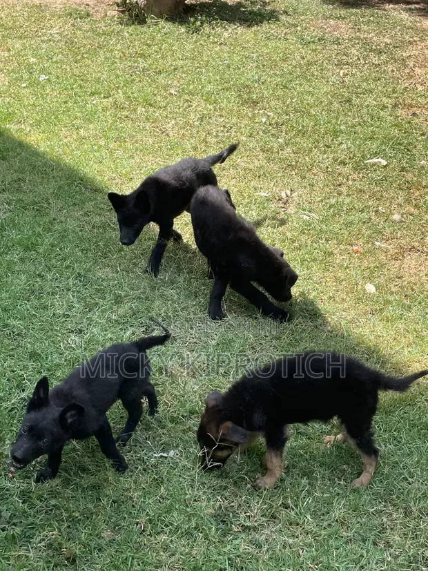 3-6 Month Male Purebred German Shepherd Puppy - 1