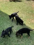 3-6 Month Male Purebred German Shepherd Puppy - 1