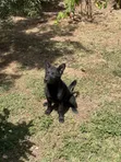 3-6 Month Male Purebred German Shepherd Puppy - 2
