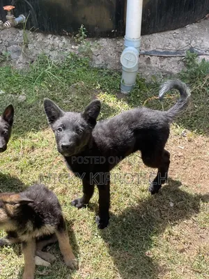 Mbwa wa Kijerumani wa Kiume Mwenye Umri wa Miezi 3-6