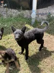 3-6 Month Male Purebred German Shepherd Puppy - 3