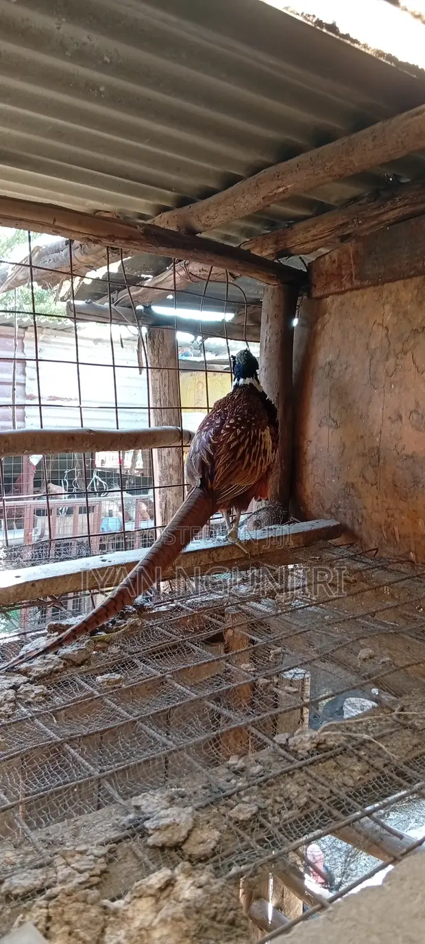 Kuku wa Pheasant Dume - Miezi 7 - 1
