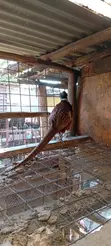 Kuku wa Pheasant Dume - Miezi 7 - 1