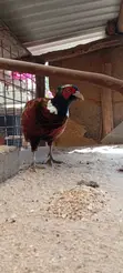 Kuku wa Pheasant Dume - Miezi 7 - 2