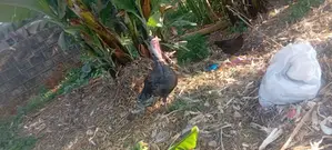 Poultry Pair: Turkey & Guinea Fowl
