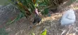 Poultry Pair: Turkey & Guinea Fowl - 1