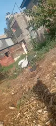 Poultry Pair: Turkey & Guinea Fowl - 3